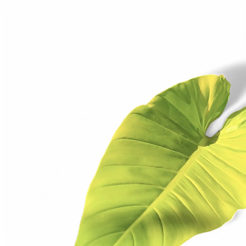 Philodendron melinonii 'Ghost' â Blattdetail vor weiĂem Hintergrund..