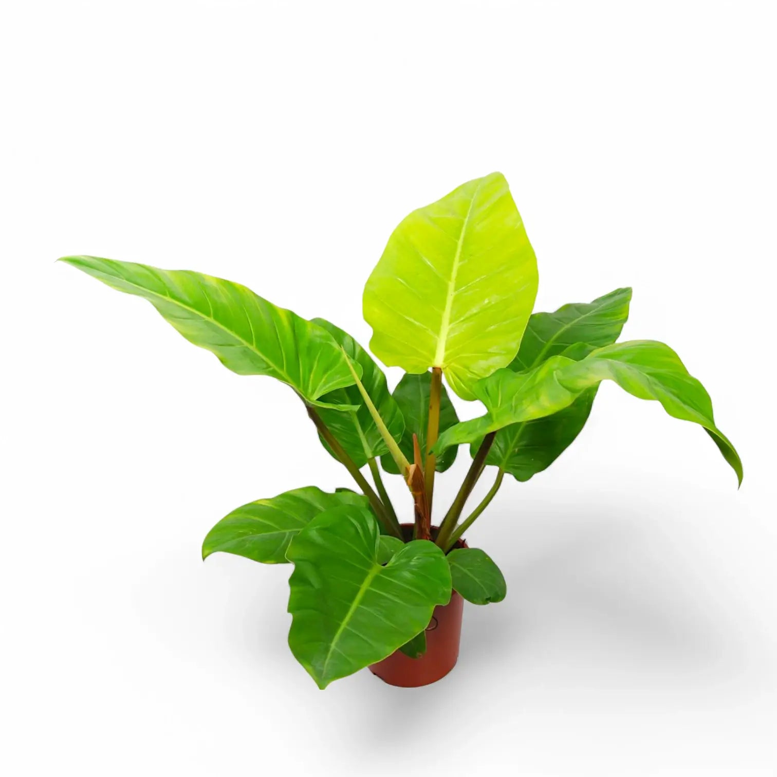 Philodendron melinonii 'Ghost' Zimmerpflanze im Anzuchttopf vor weiĂźem Hintergrund, Produktfoto 2.