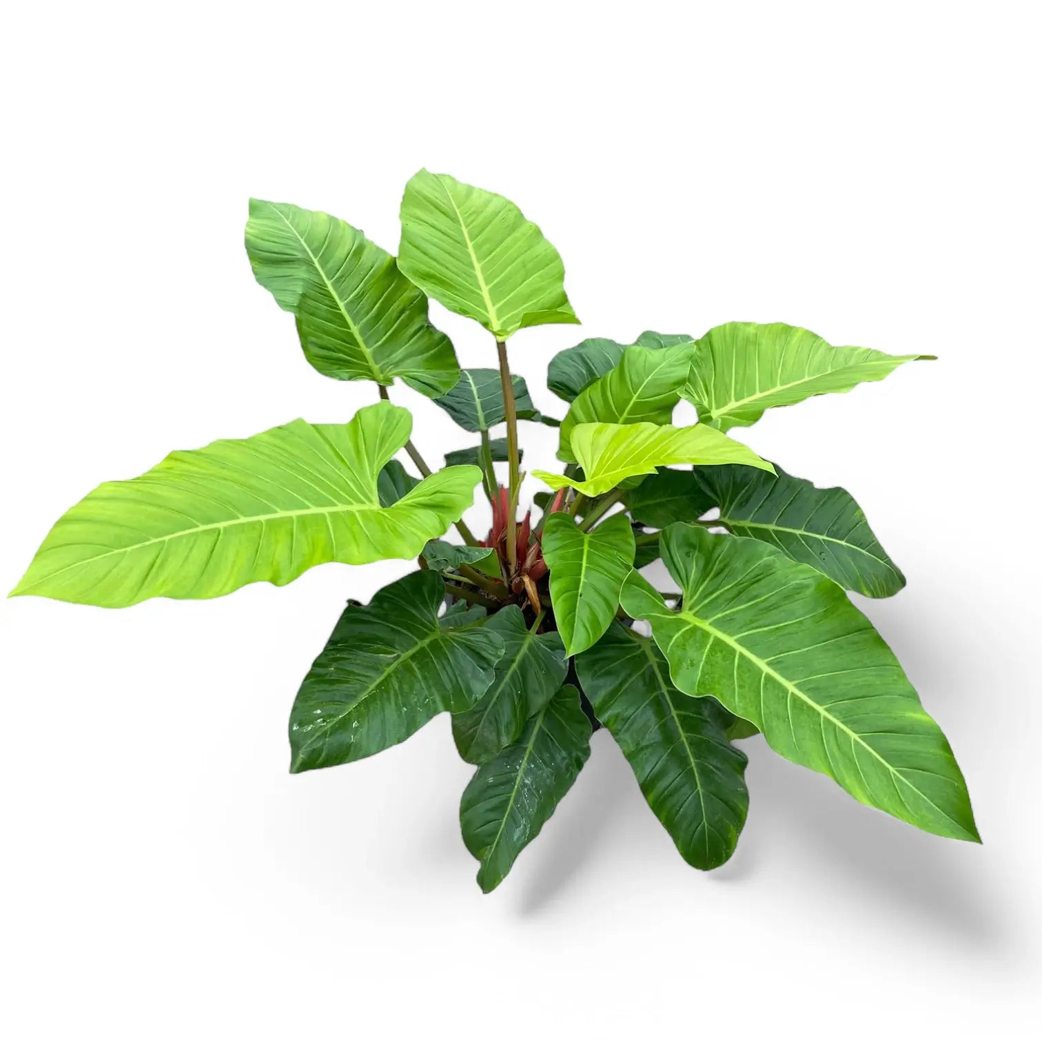 Philodendron melinonii 'Ghost' Zimmerpflanze im Anzuchttopf vor weiĂźem Hintergrund, Produktfoto 3.