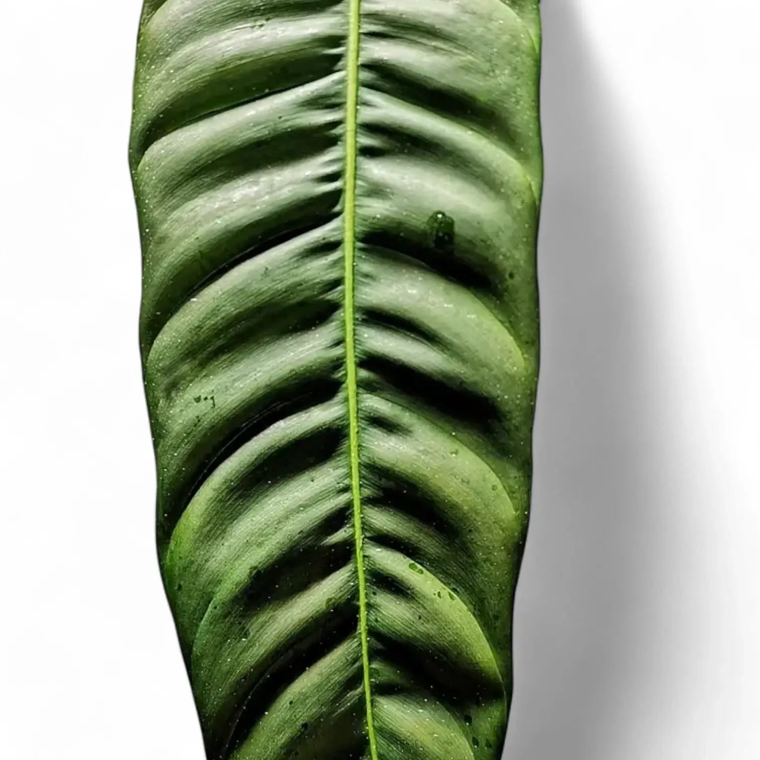 Philodendron patriciae – Blattdetail vor weißem Hintergrund..