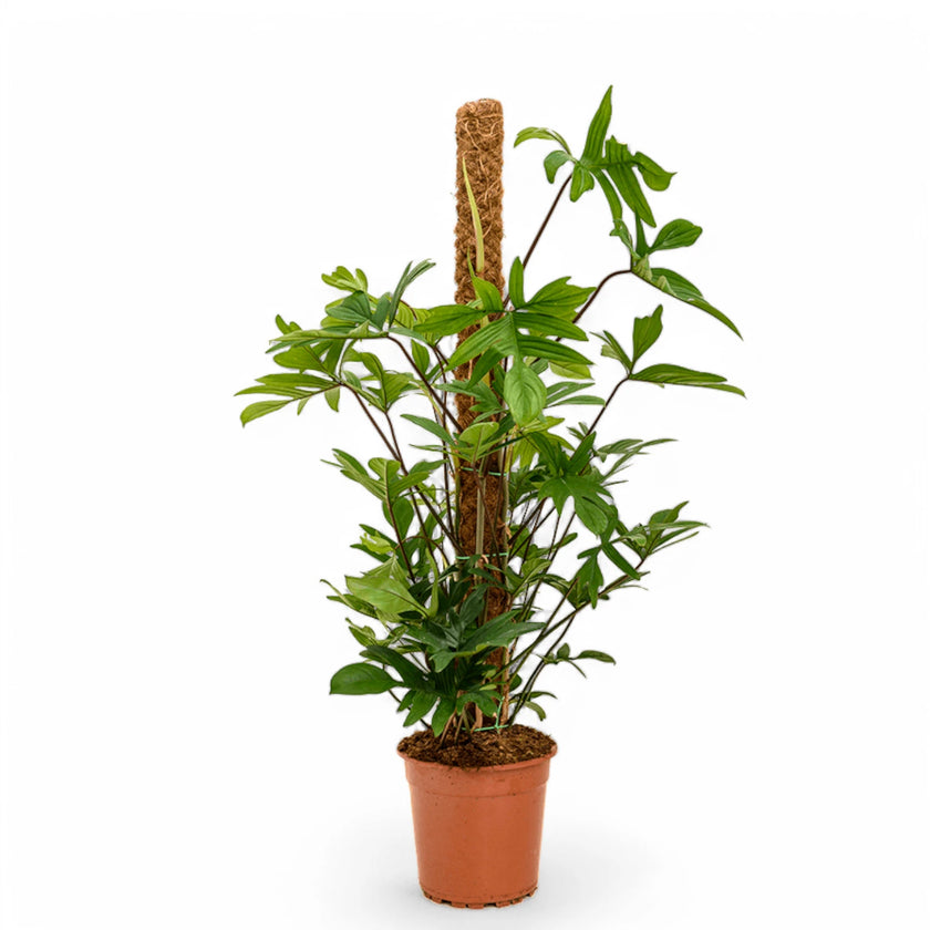 Philodendron pedatum potted houseplant in nursery pot on white background, product photo 2.