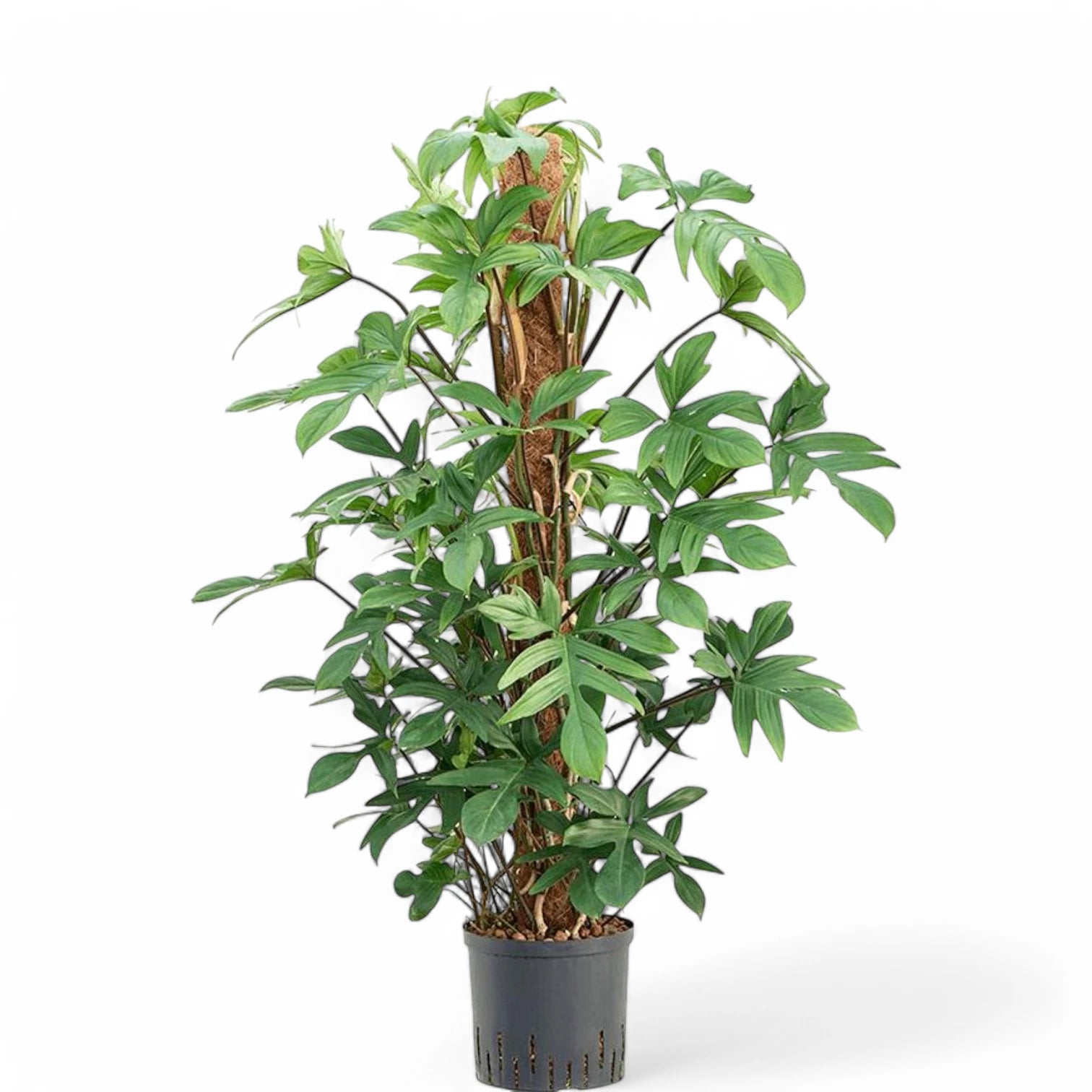 Philodendron pedatum potted houseplant in nursery pot on white background, product photo 3.