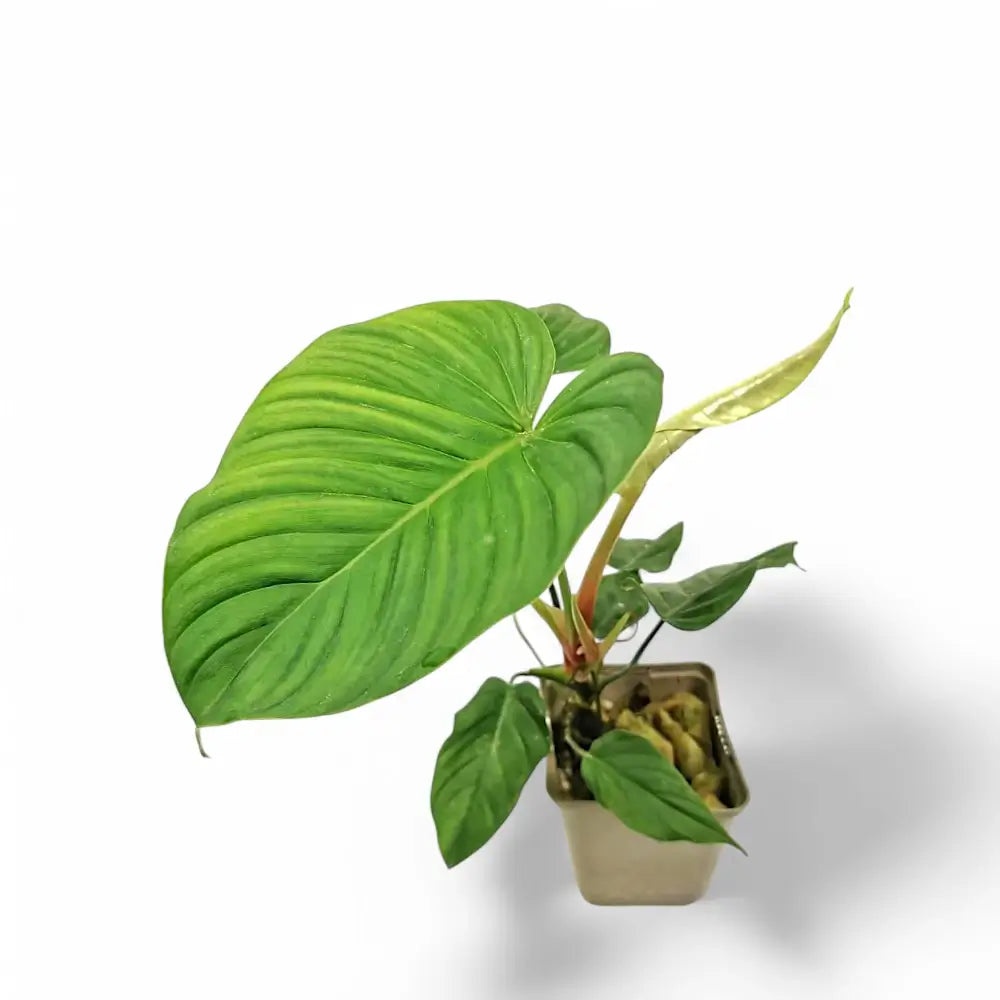 Philodendron roseocataphyllum Zimmerpflanze im Anzuchttopf vor weiĂźem Hintergrund, Produktfoto 2.