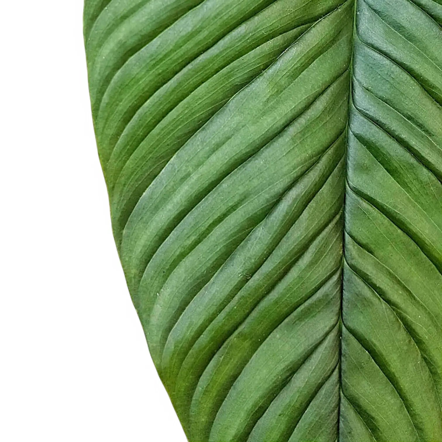 Philodendron rugapetiolatum – Blattdetail vor weißem Hintergrund..