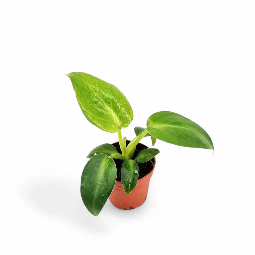 Philodendron rugosum Zimmerpflanze im Anzuchttopf vor weiĂźem Hintergrund, Produktfoto 2.