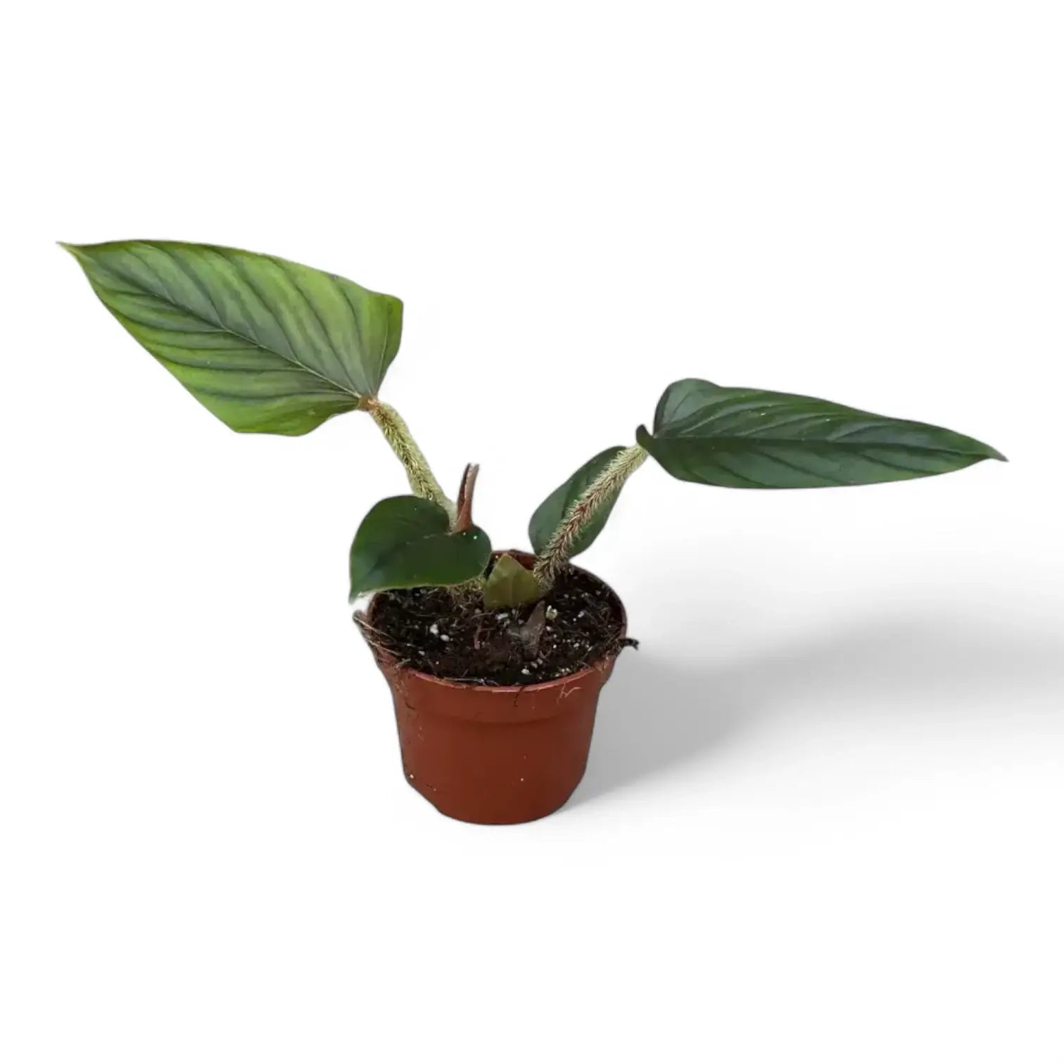 Philodendron serpens Zimmerpflanze im Anzuchttopf vor weiĂźem Hintergrund, Produktfoto 4.