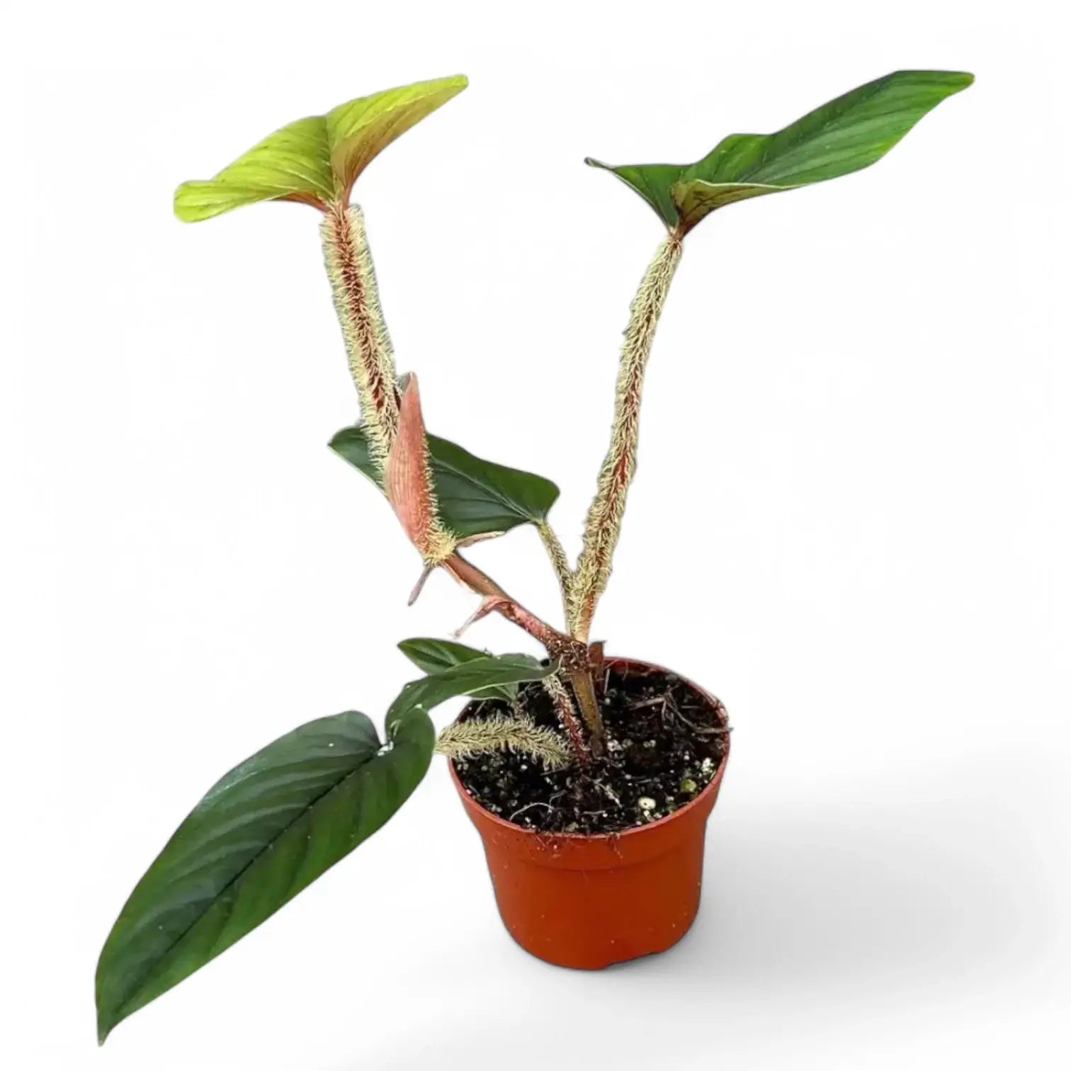 Philodendron serpens Zimmerpflanze im Anzuchttopf vor weiĂźem Hintergrund, Produktfoto 7.