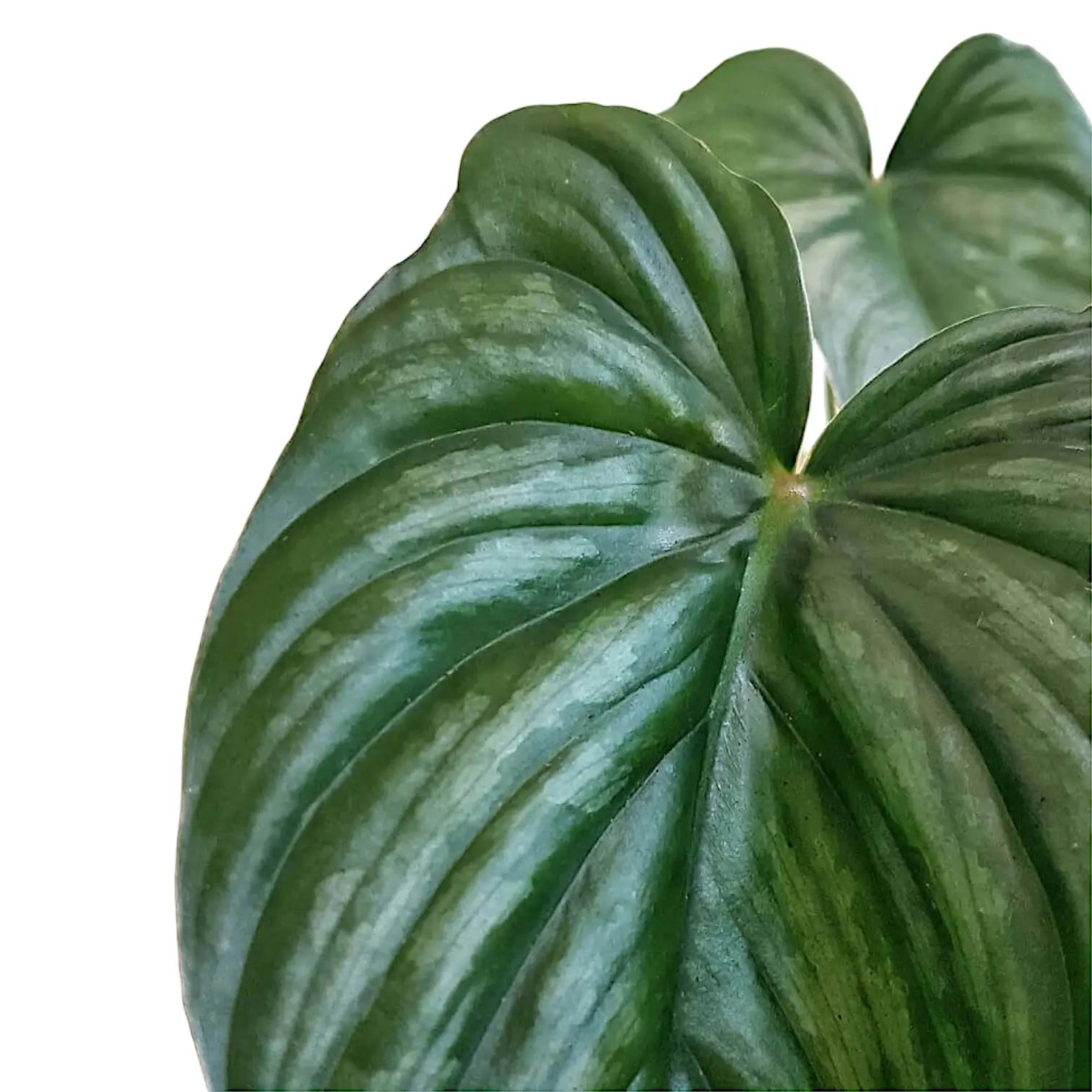 Philodendron sp 'peltatum' ('pastazanum silver') – Blattdetail vor weißem Hintergrund..