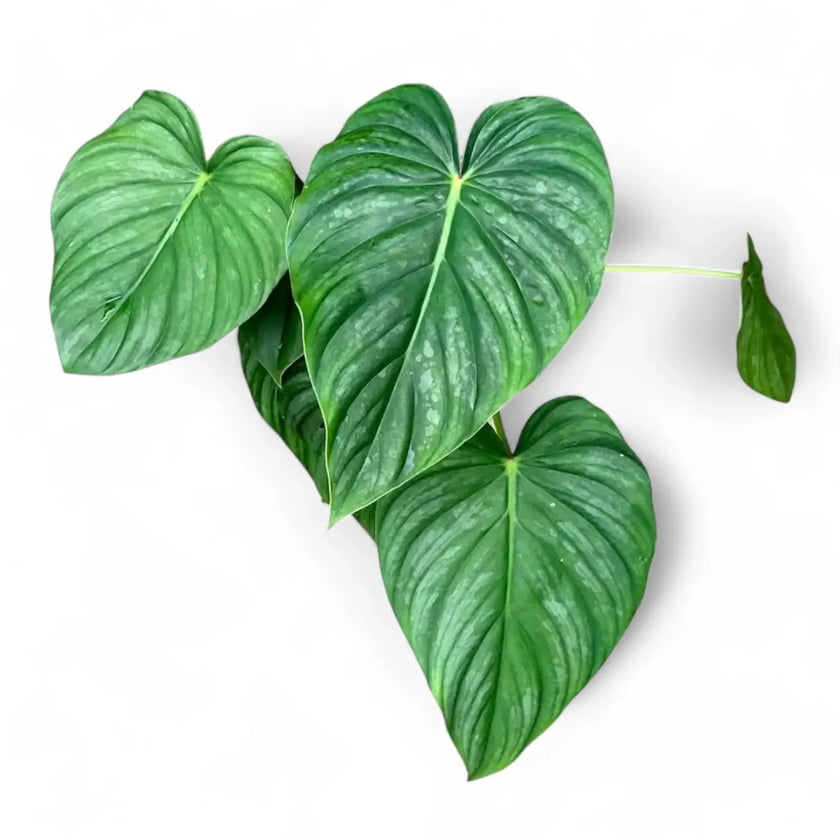 Philodendron sp 'peltatum' ('pastazanum silver') potted houseplant in nursery pot on white background, product photo 2.