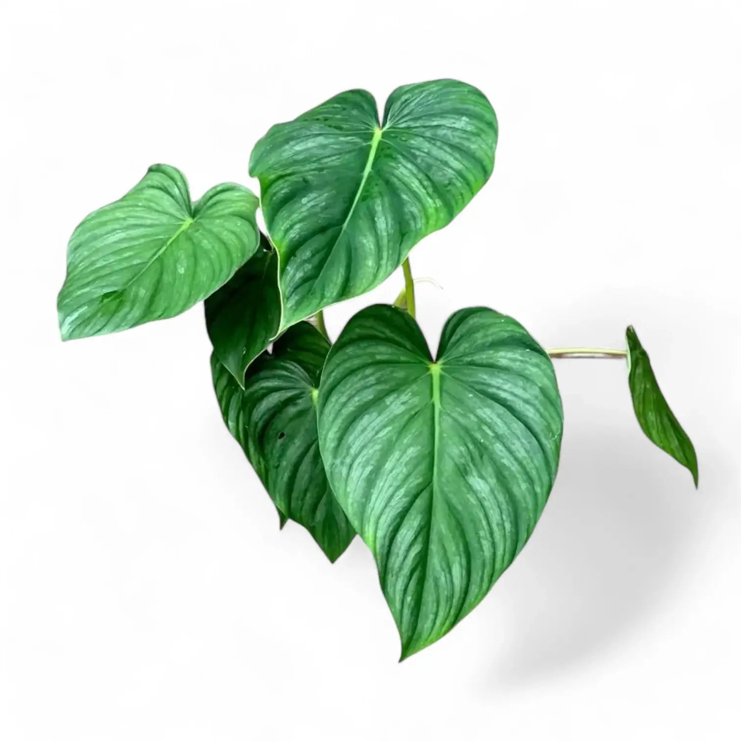 Philodendron sp 'peltatum' ('pastazanum silver') Zimmerpflanze im Anzuchttopf vor weißem Hintergrund, Produktfoto 3.