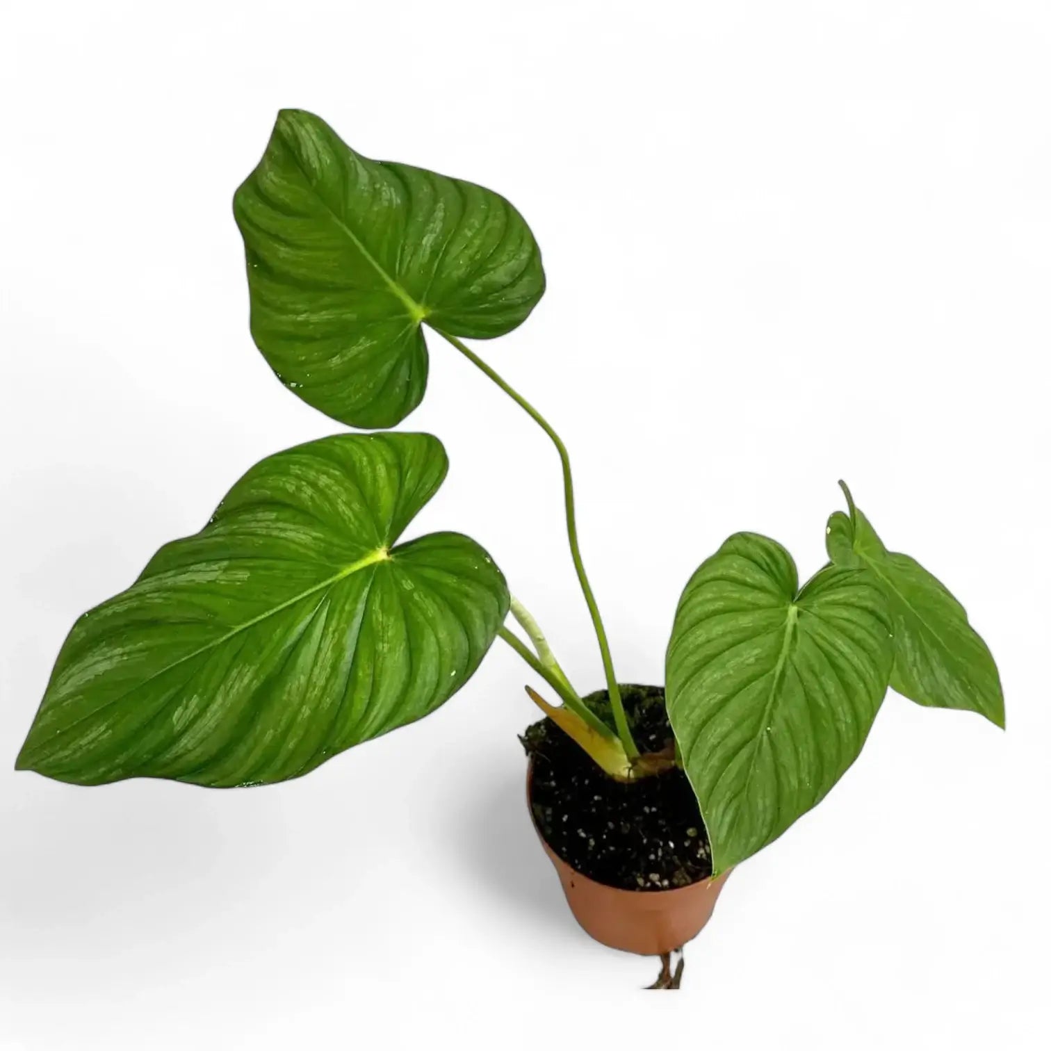 Philodendron sp 'peltatum' ('pastazanum silver') Zimmerpflanze im Anzuchttopf vor weißem Hintergrund, Produktfoto 5.