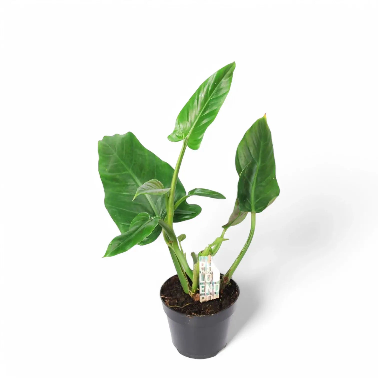 Philodendron subhastatum Zimmerpflanze im Anzuchttopf vor weiĂźem Hintergrund, Produktfoto 2.