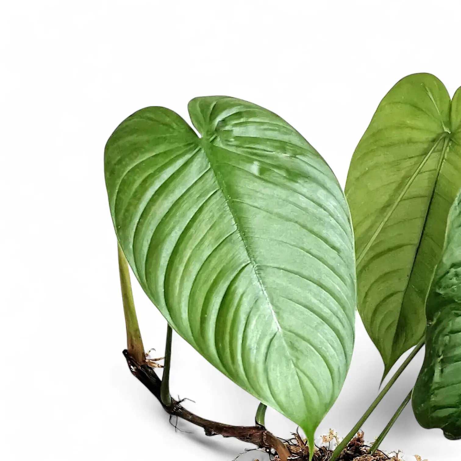 Philodendron tenue aff – Blattdetail vor weißem Hintergrund..