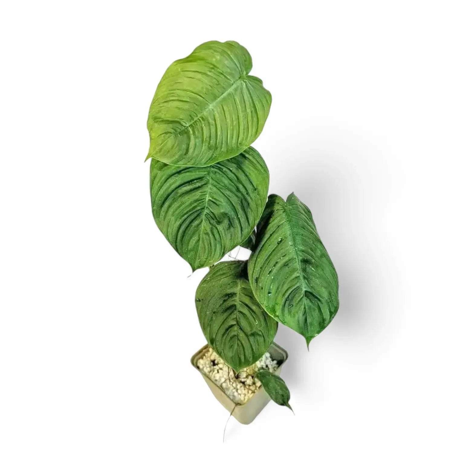 Philodendron tenue aff Zimmerpflanze im Anzuchttopf vor weiĂźem Hintergrund, Produktfoto 2.