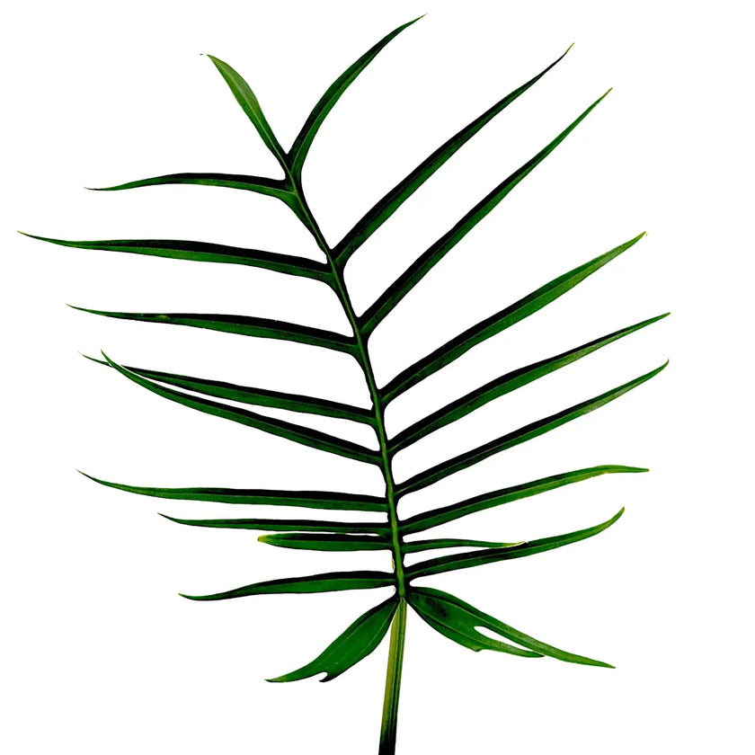 Philodendron tortum leaf close-up on white background.