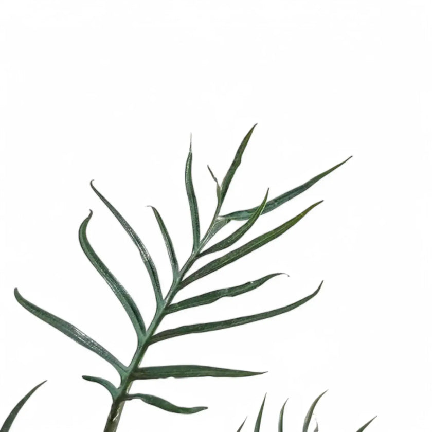 Philodendron tortum 'Thai Dwarf' leaf close-up on white background.