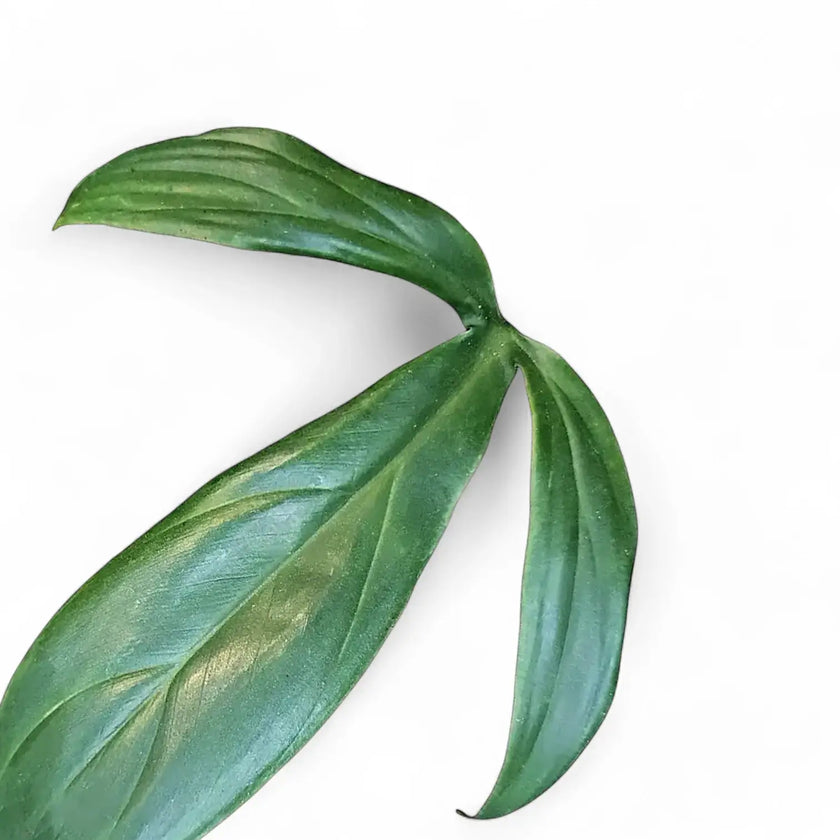 Philodendron tripartitum leaf close-up on white background.