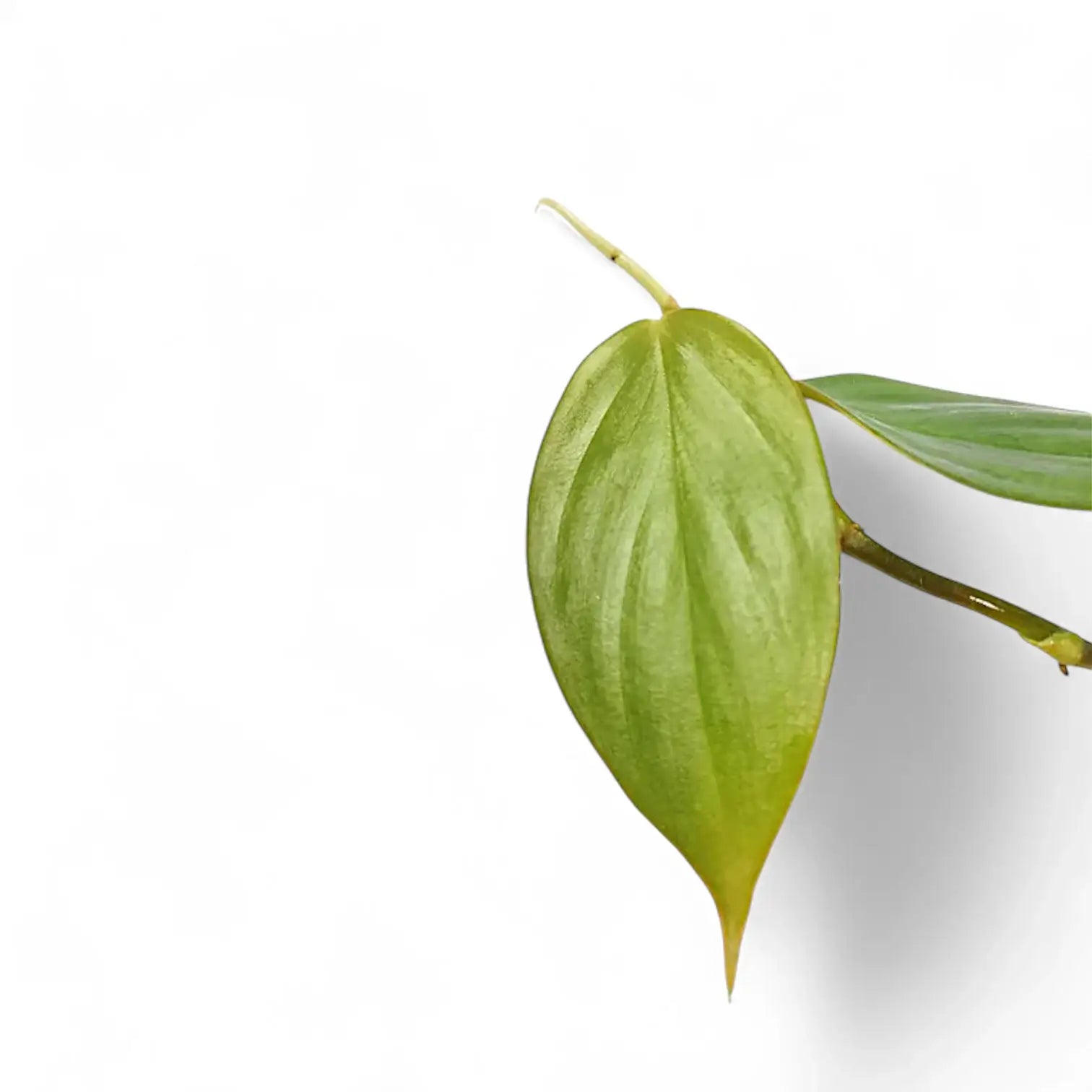 Philodendron ushanum – Blattdetail vor weißem Hintergrund..