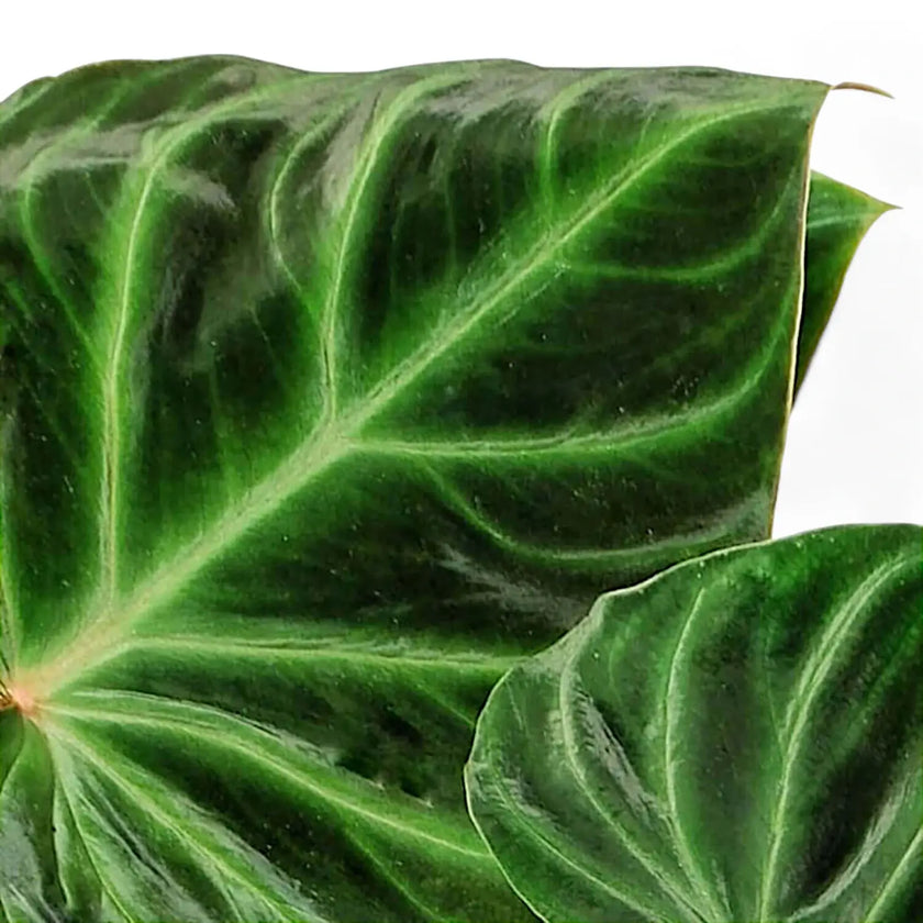 Philodendron verrucosum – Blattdetail vor weißem Hintergrund..