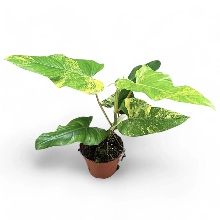 Philodendron x domesticum var. variegata ('Siam sunrise') potted houseplant in nursery pot on white background, product photo 2.