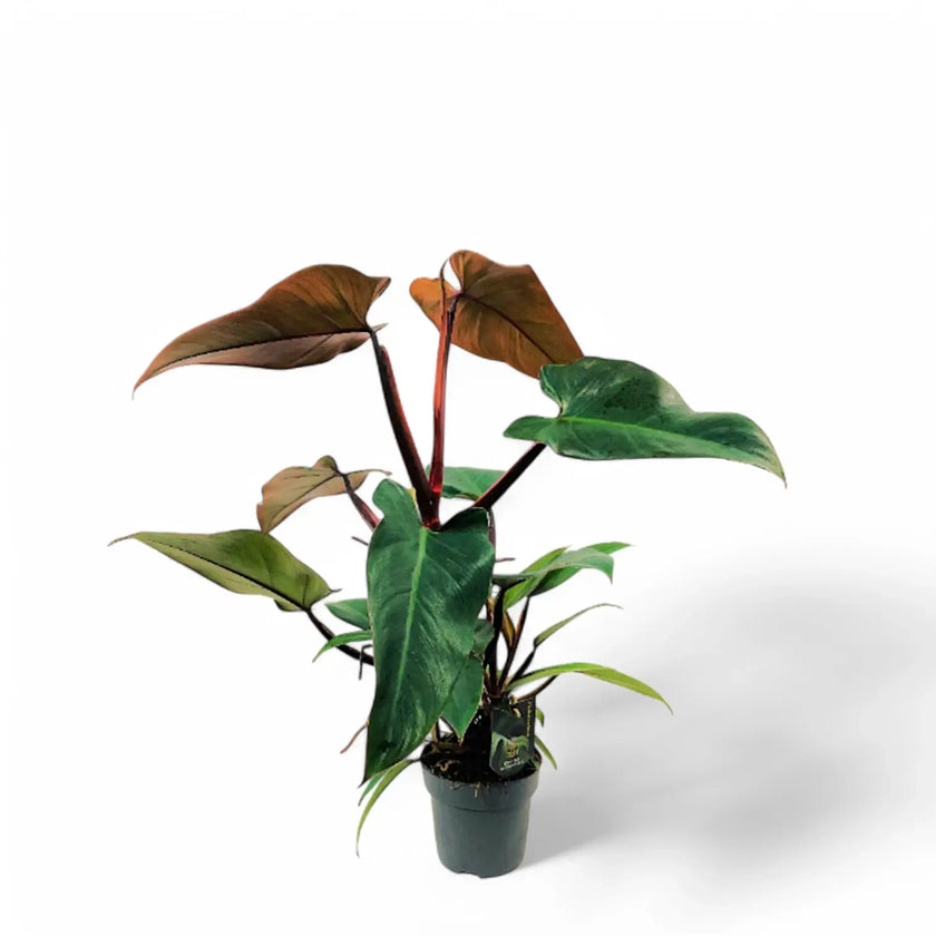 Philodendron x mundaianum Zimmerpflanze im Anzuchttopf vor weiĂźem Hintergrund, Produktfoto 2.