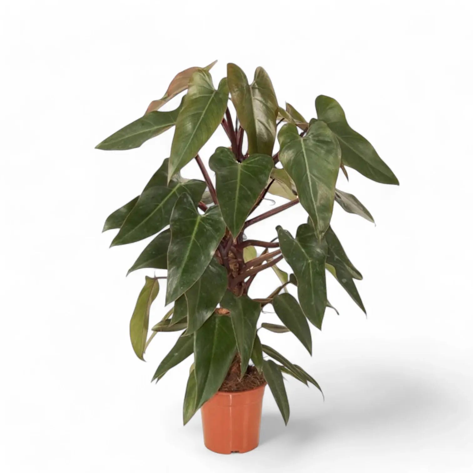 Philodendron x mundaianum Zimmerpflanze im Anzuchttopf vor weißem Hintergrund, Produktfoto 4.