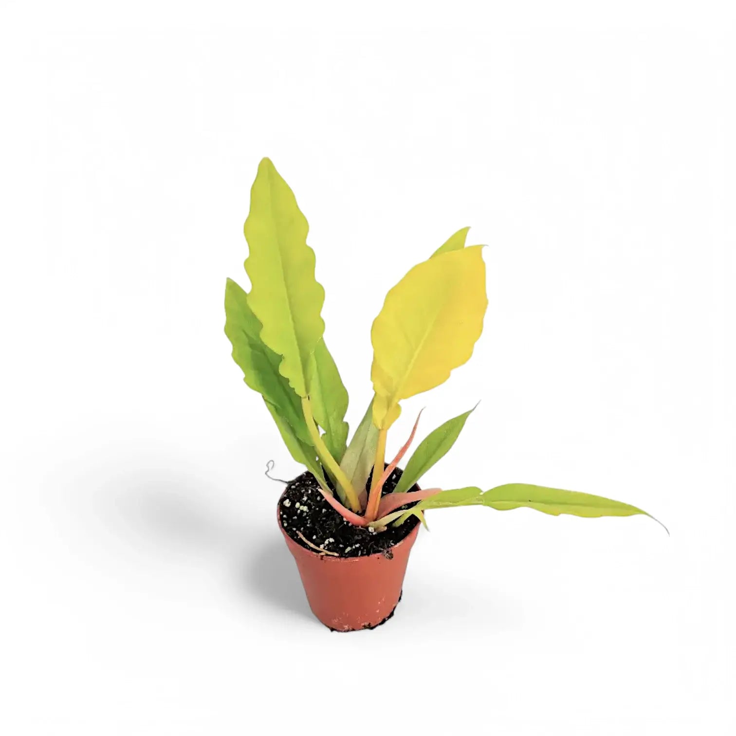 Philodendron x serratum 'Golden saw' ('Gergaji Golden') Zimmerpflanze im Anzuchttopf vor weiĂźem Hintergrund, Produktfoto 2.