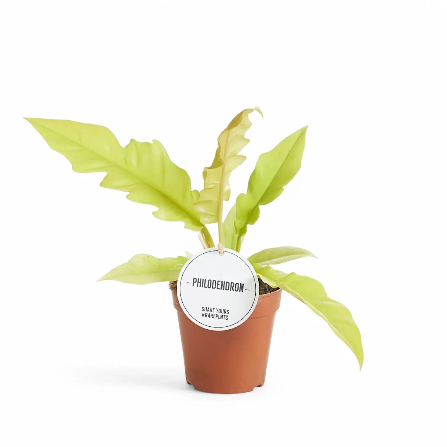 Philodendron x serratum 'Golden saw' ('Gergaji Golden') Zimmerpflanze im Anzuchttopf vor weiĂźem Hintergrund, Produktfoto 3.