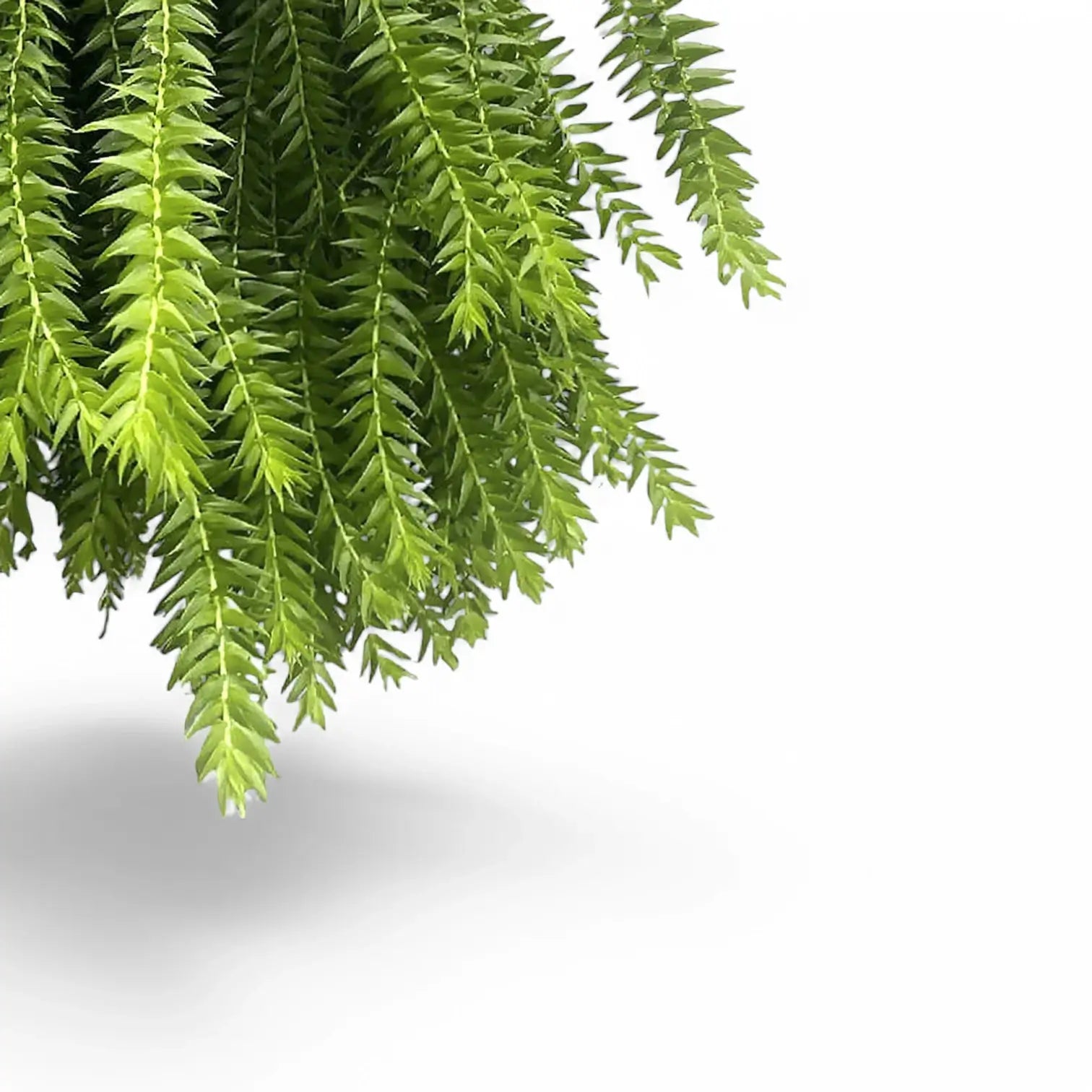 Phlegmariurus (Huperzia) goebelii – Blattdetail vor weißem Hintergrund..