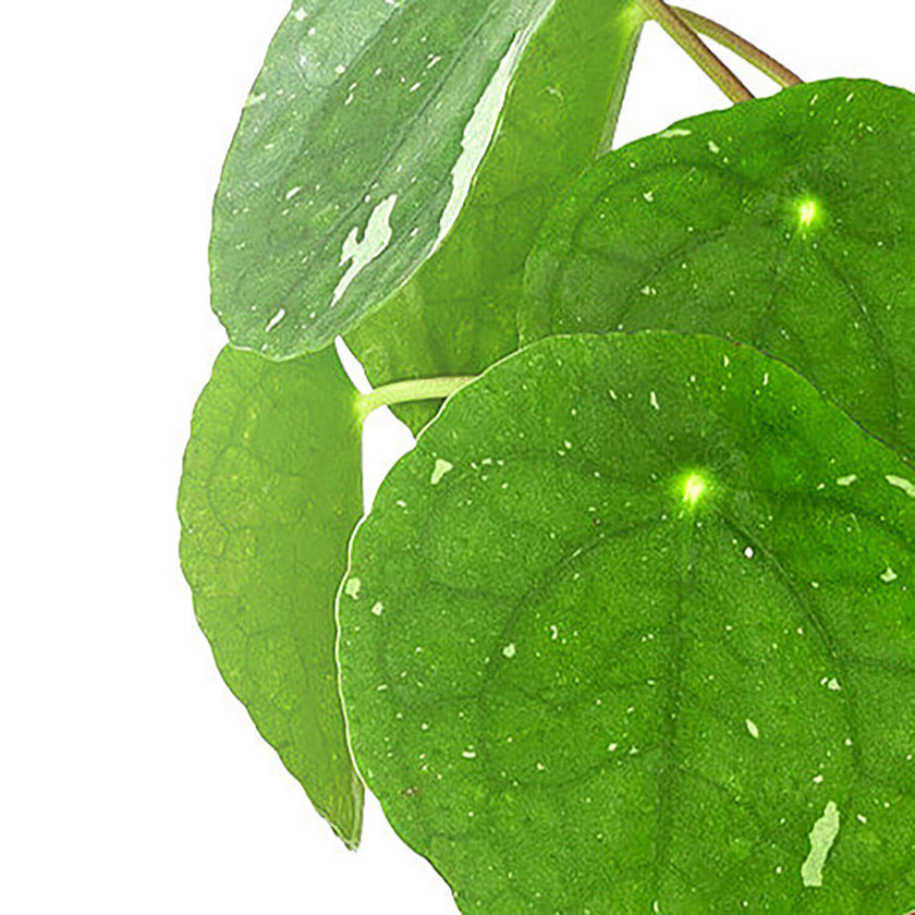 Pilea peperomioides 'White Splash' â Blattdetail vor weiĂem Hintergrund..