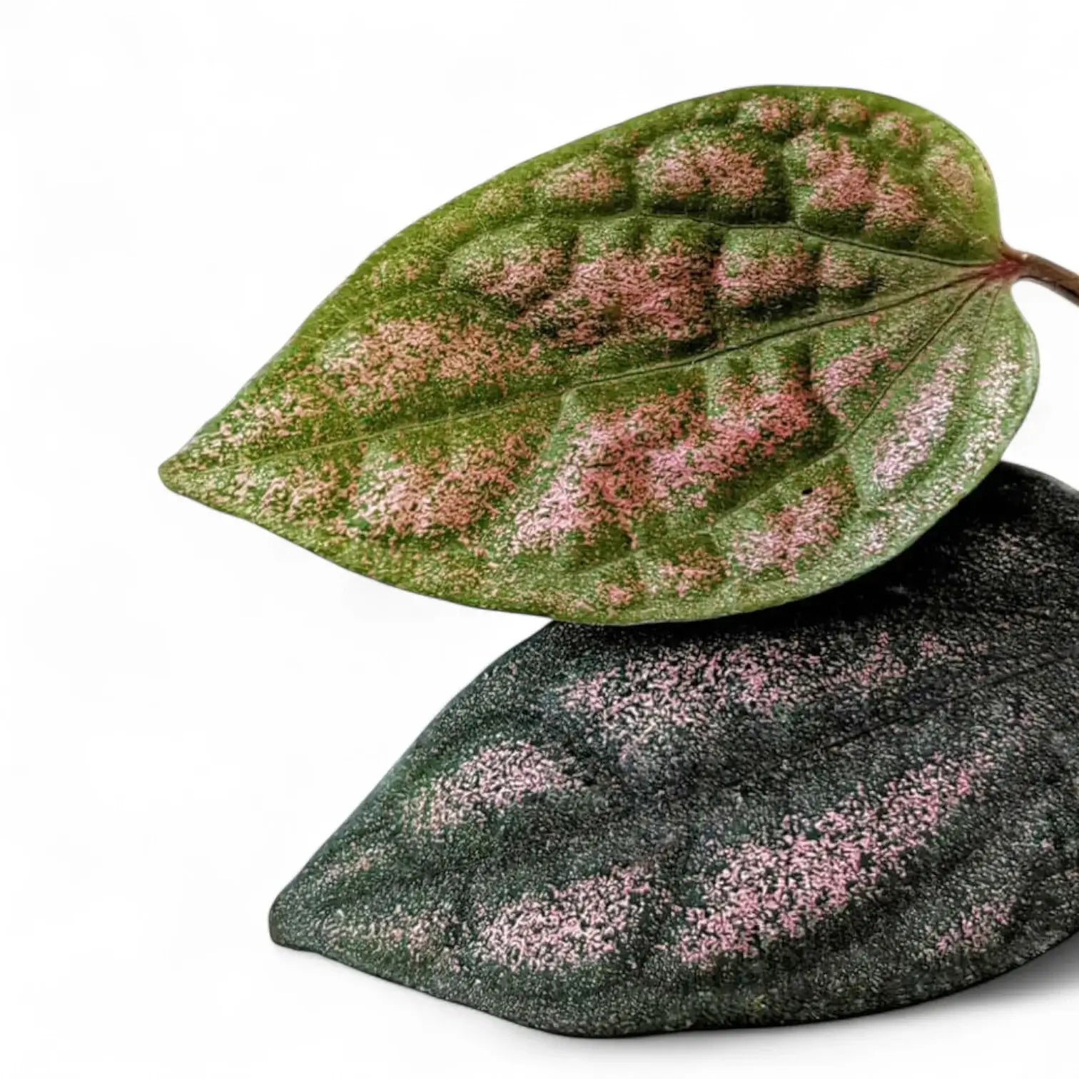 Piper argyrites pink potted houseplant in nursery pot on white background, product photo 5.