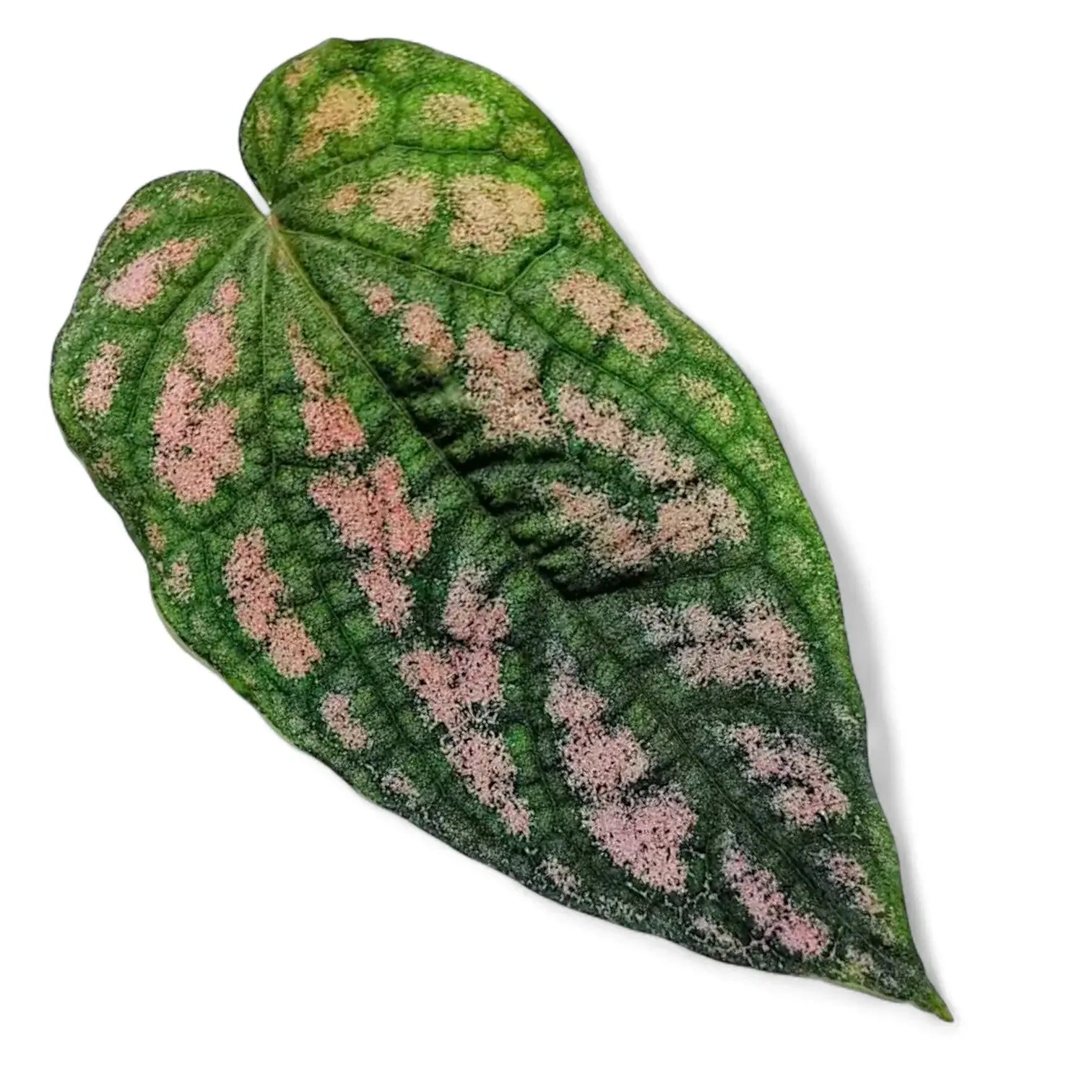 Piper argyrites pink potted houseplant in nursery pot on white background, product photo 6.