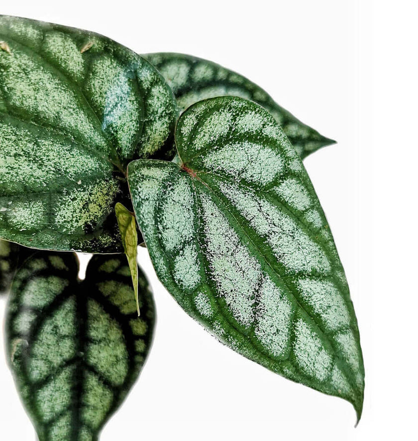 Piper argyrites, silver – Blattdetail vor weißem Hintergrund..