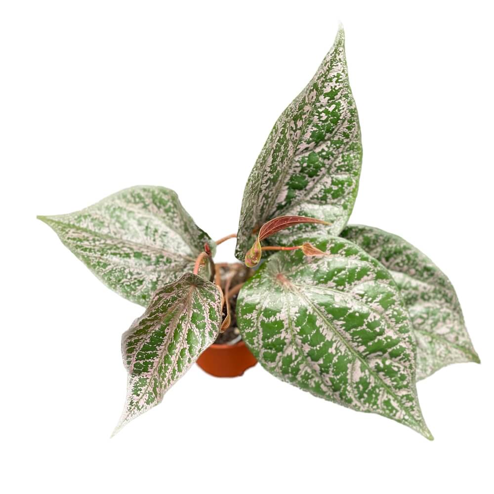 Piper crocatum Zimmerpflanze im Anzuchttopf vor weiĂźem Hintergrund, Produktfoto 4.