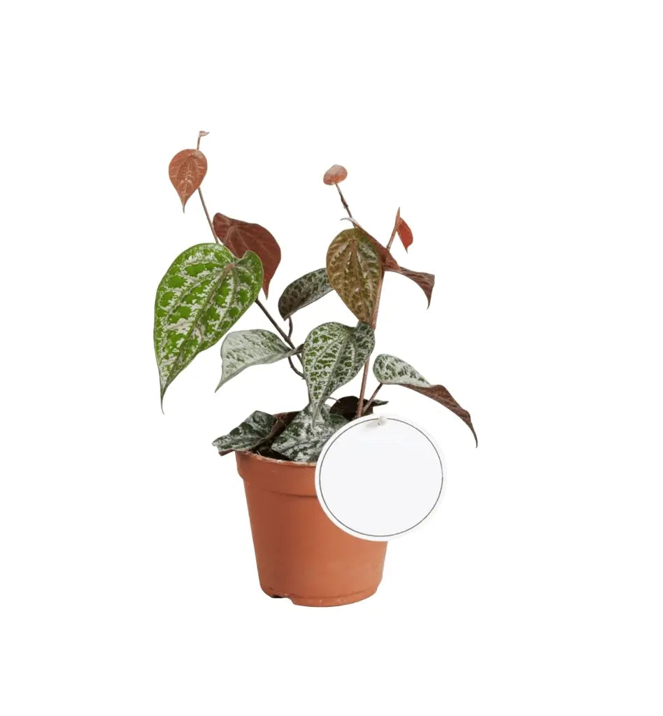 Piper crocatum Zimmerpflanze im Anzuchttopf vor weiĂźem Hintergrund, Produktfoto 5.