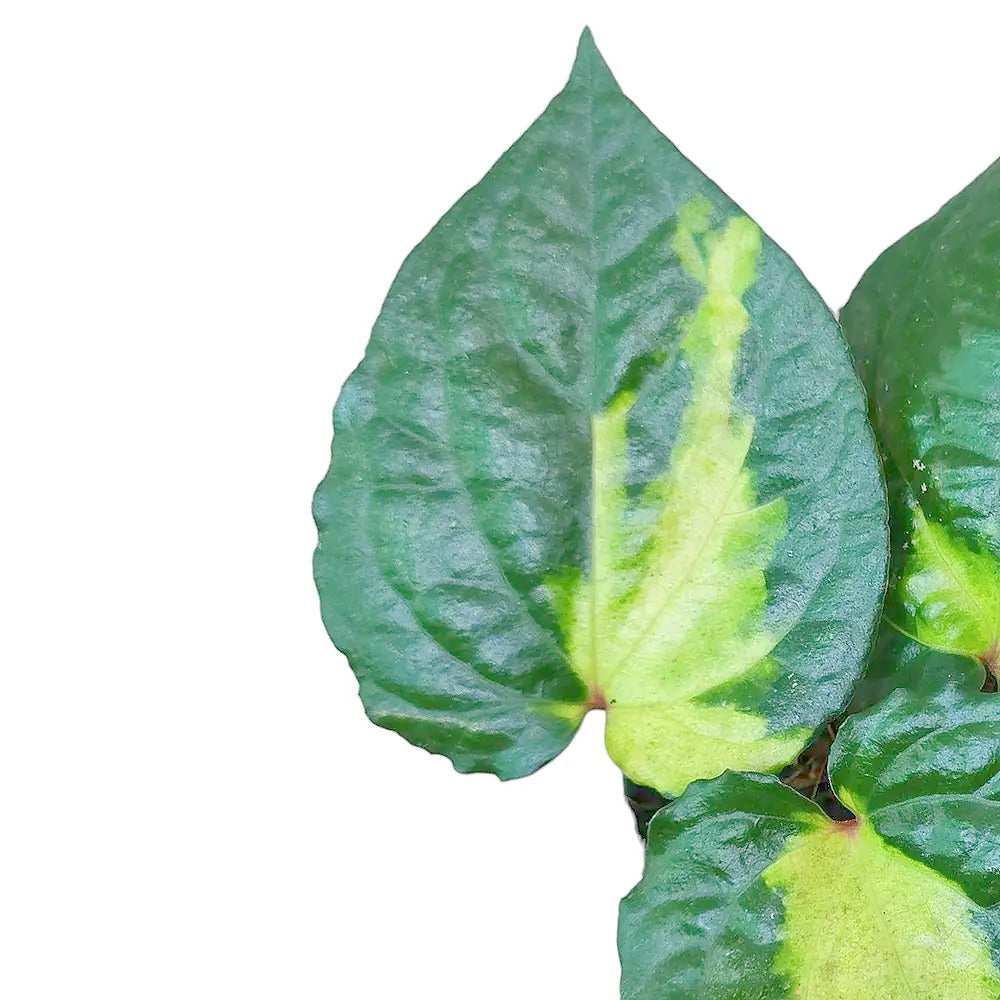 Piper methysticum âBright Eyesâ â Blattdetail vor weiĂem Hintergrund..