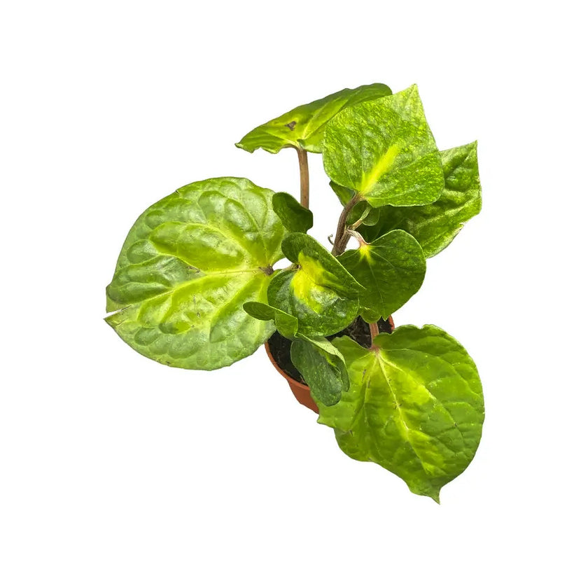 Piper methysticum ‘Bright Eyes’ Zimmerpflanze im Anzuchttopf vor weißem Hintergrund, Produktfoto 2.