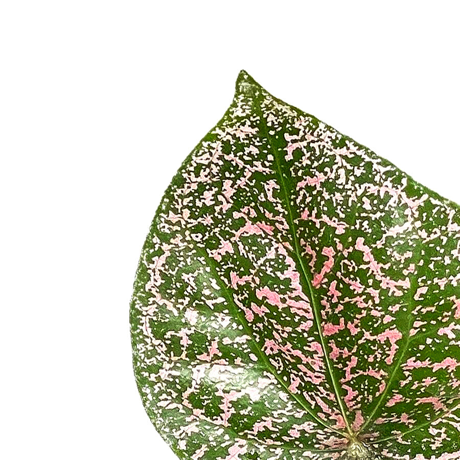 Piper ornatum – Blattdetail vor weißem Hintergrund..