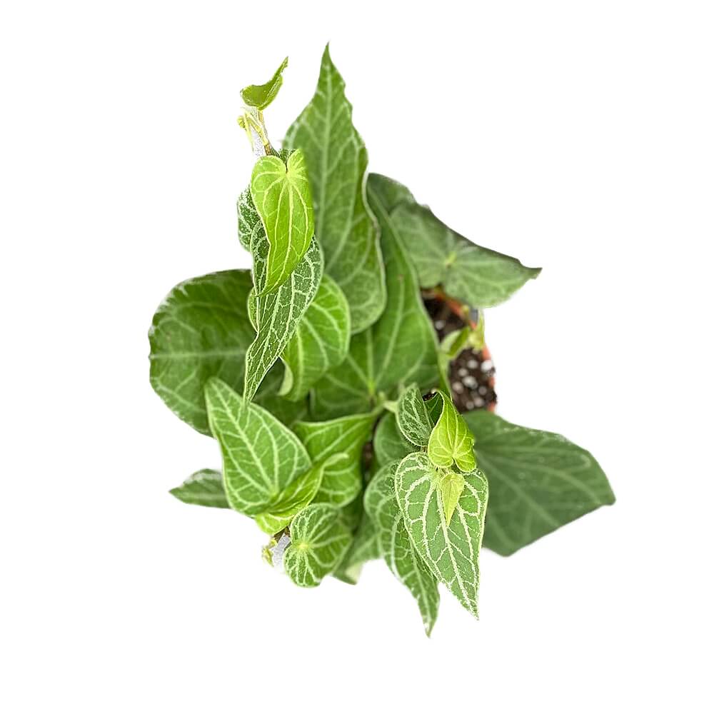 Piper ribesioides Zimmerpflanze im Anzuchttopf vor weißem Hintergrund, Produktfoto 2.