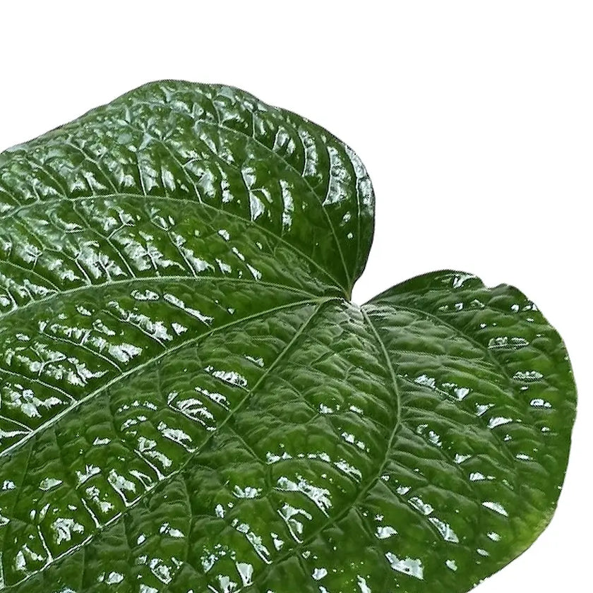 Piper sarmentosum leaf close-up on white background.