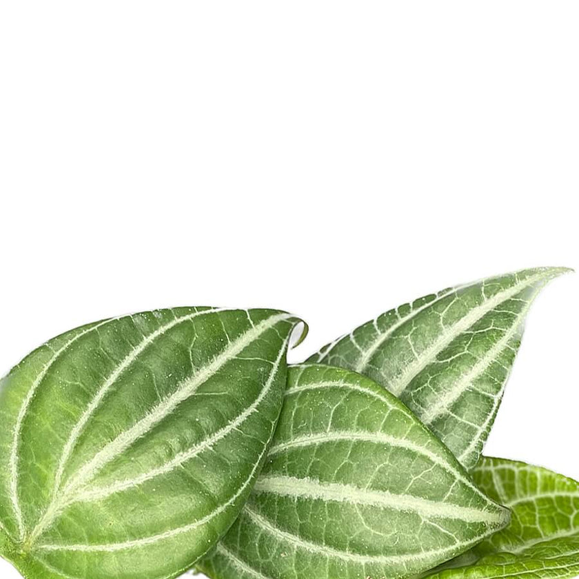 Piper sp. Kalimantan 'Watermelon' leaf close-up on white background.