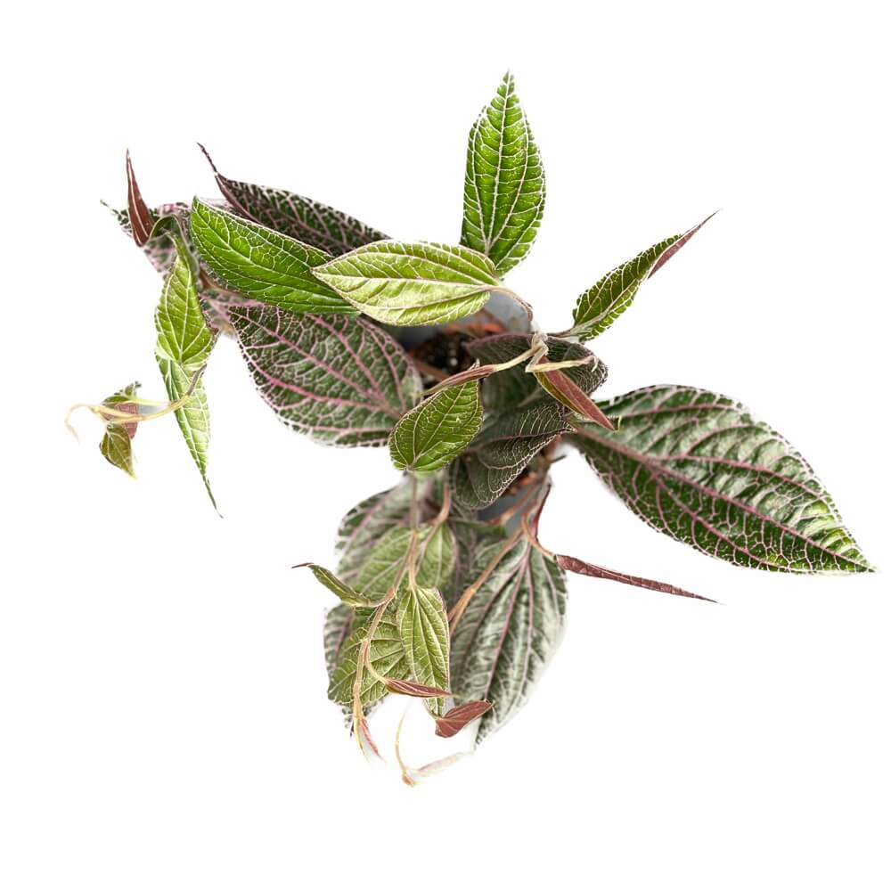 Piper sp. Sumatera 'Pink veins' Zimmerpflanze im Anzuchttopf vor weißem Hintergrund, Produktfoto 2.