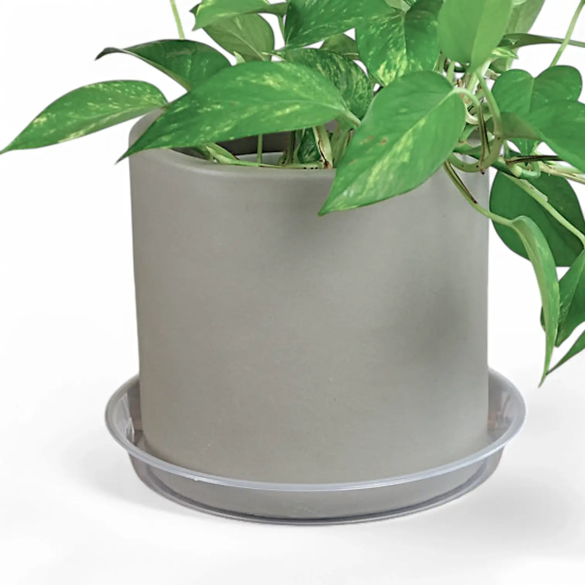 Plant Saucers - Transparent on white background, product photo 2.