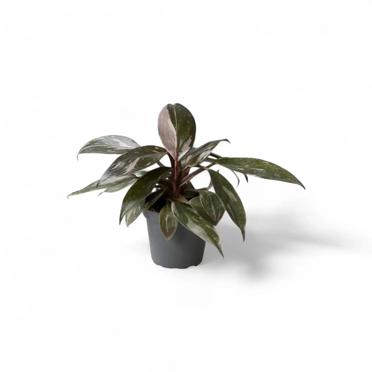 Plant Set: Baby Plant Bestsellers potted houseplant in nursery pot on white background, product photo 4.