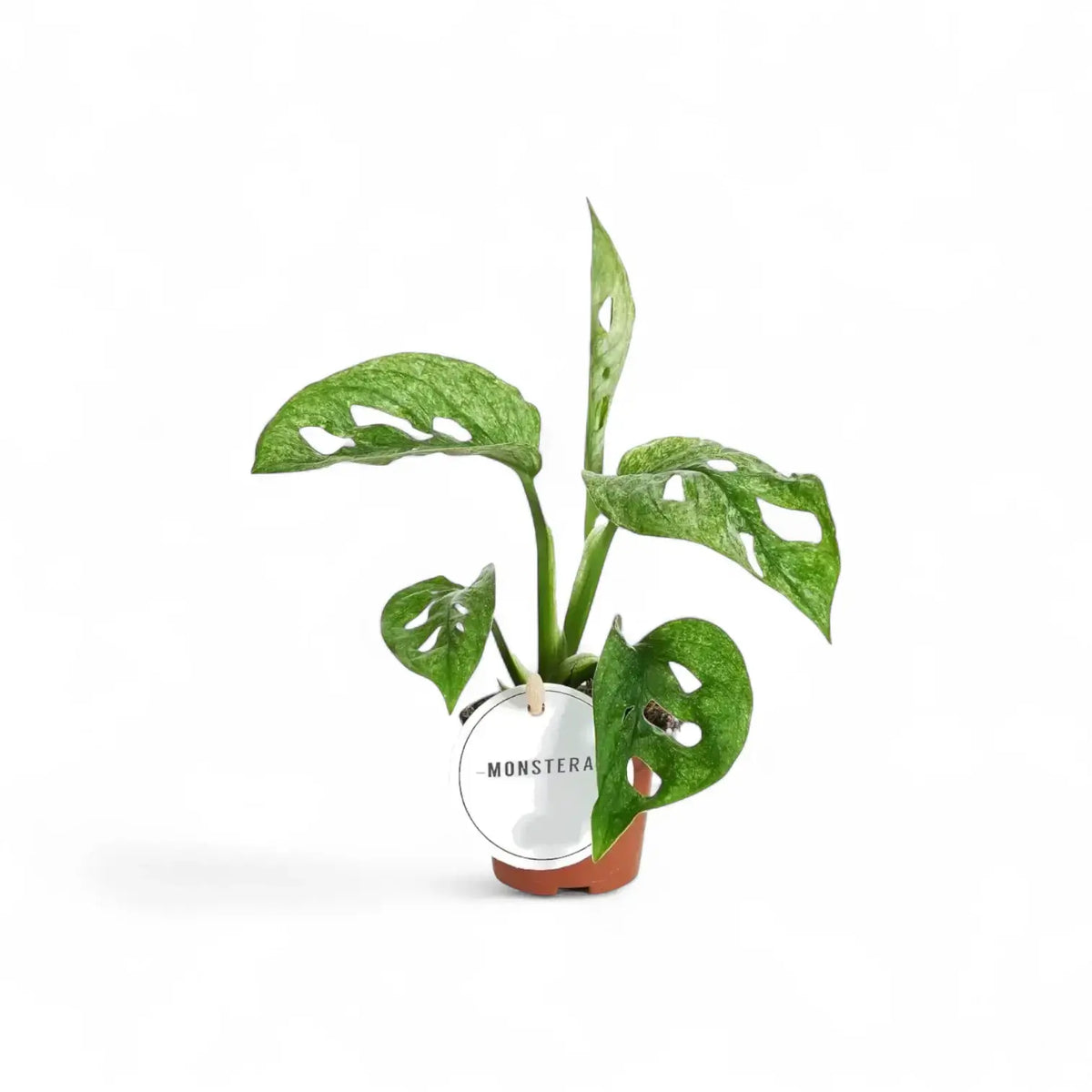 Plant Set: Baby Plant Bestsellers potted houseplant in nursery pot on white background, product photo 6.