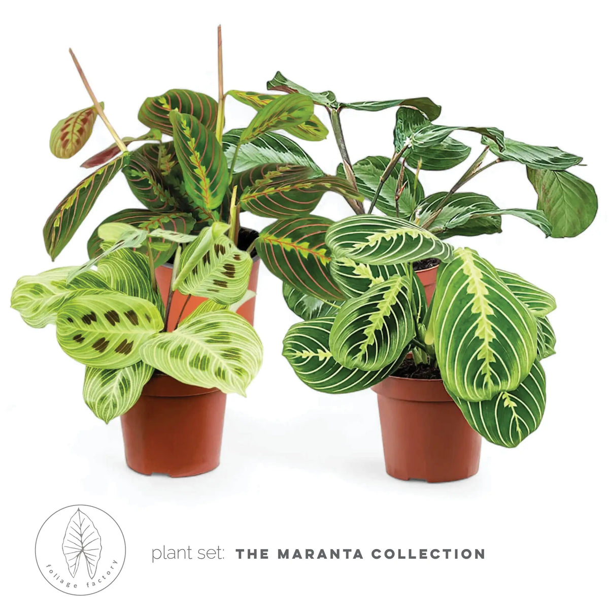 Pflanzenset : The Maranta Collection – Blattdetail vor weißem Hintergrund..