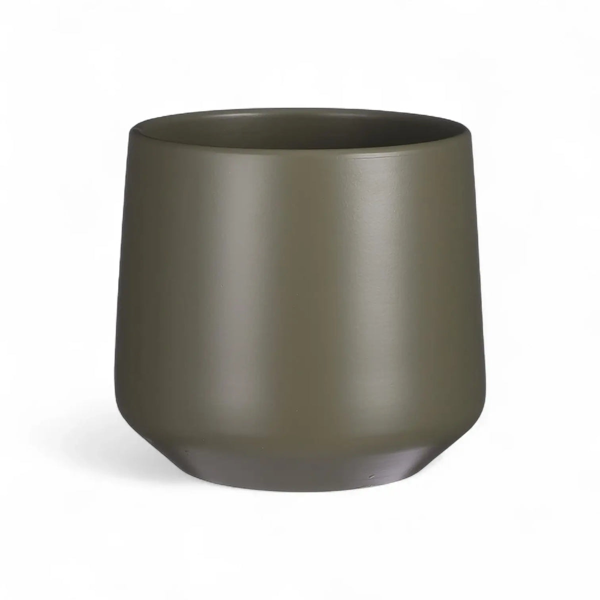 Rhaphidophora puberula variegata potted houseplant in nursery pot on white background, product photo