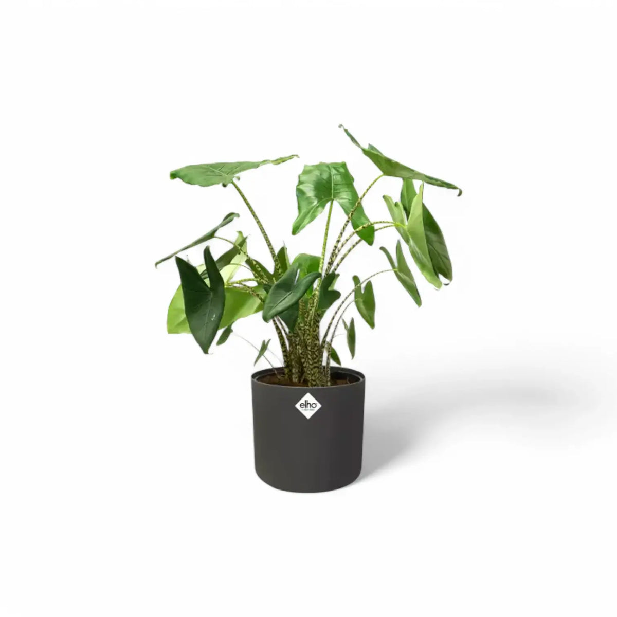 Planter 'b.for soft round' on white background, product photo 10.