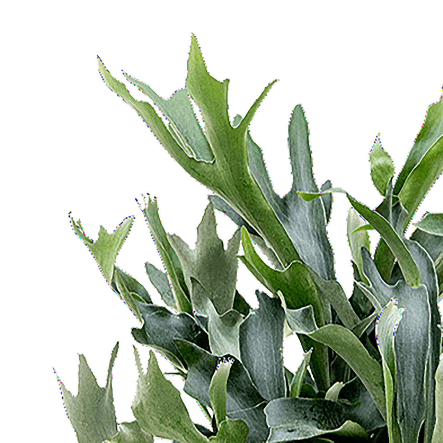 Platycerium bifurcatum – Blattdetail vor weißem Hintergrund..