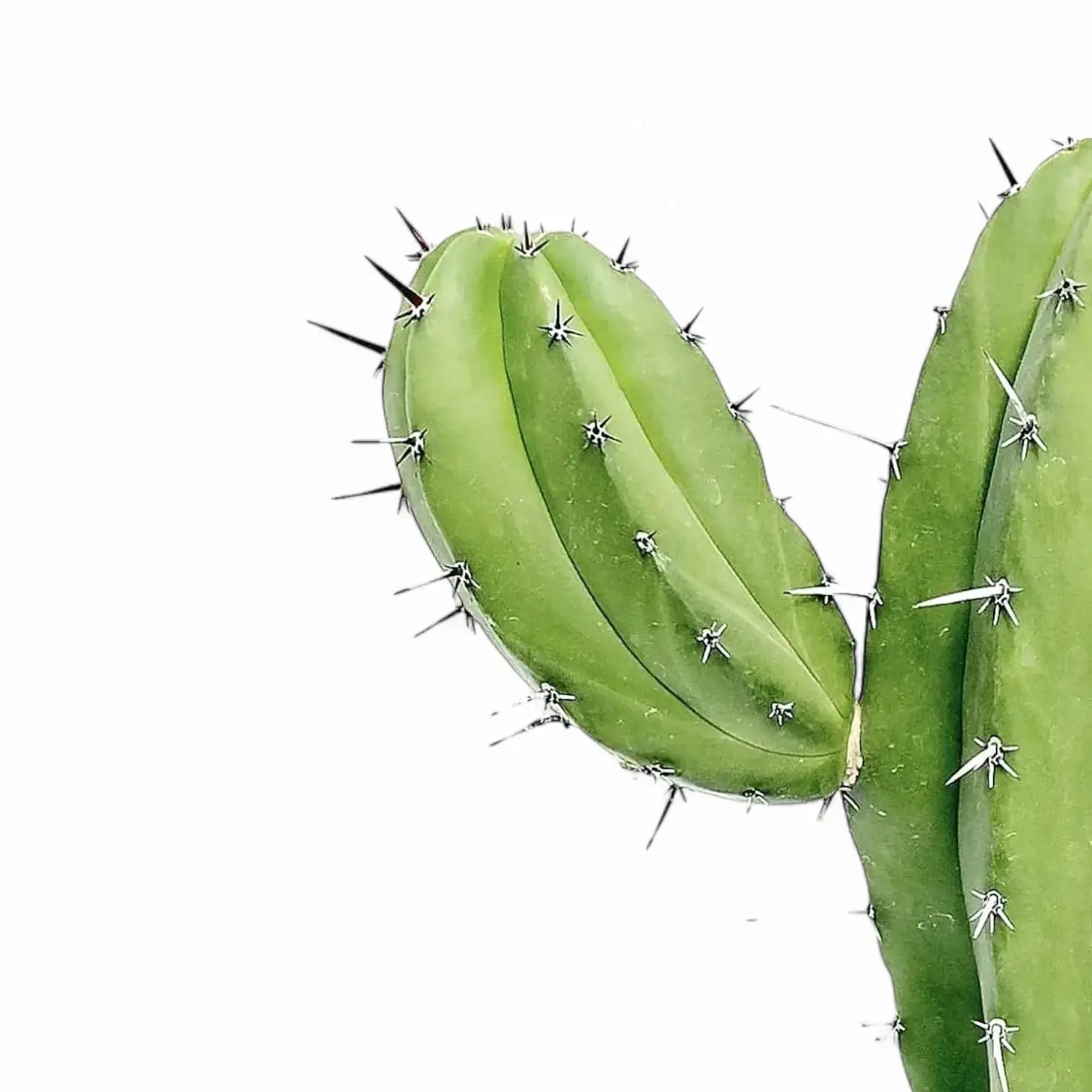 Polaskia chichipe – Blattdetail vor weißem Hintergrund..